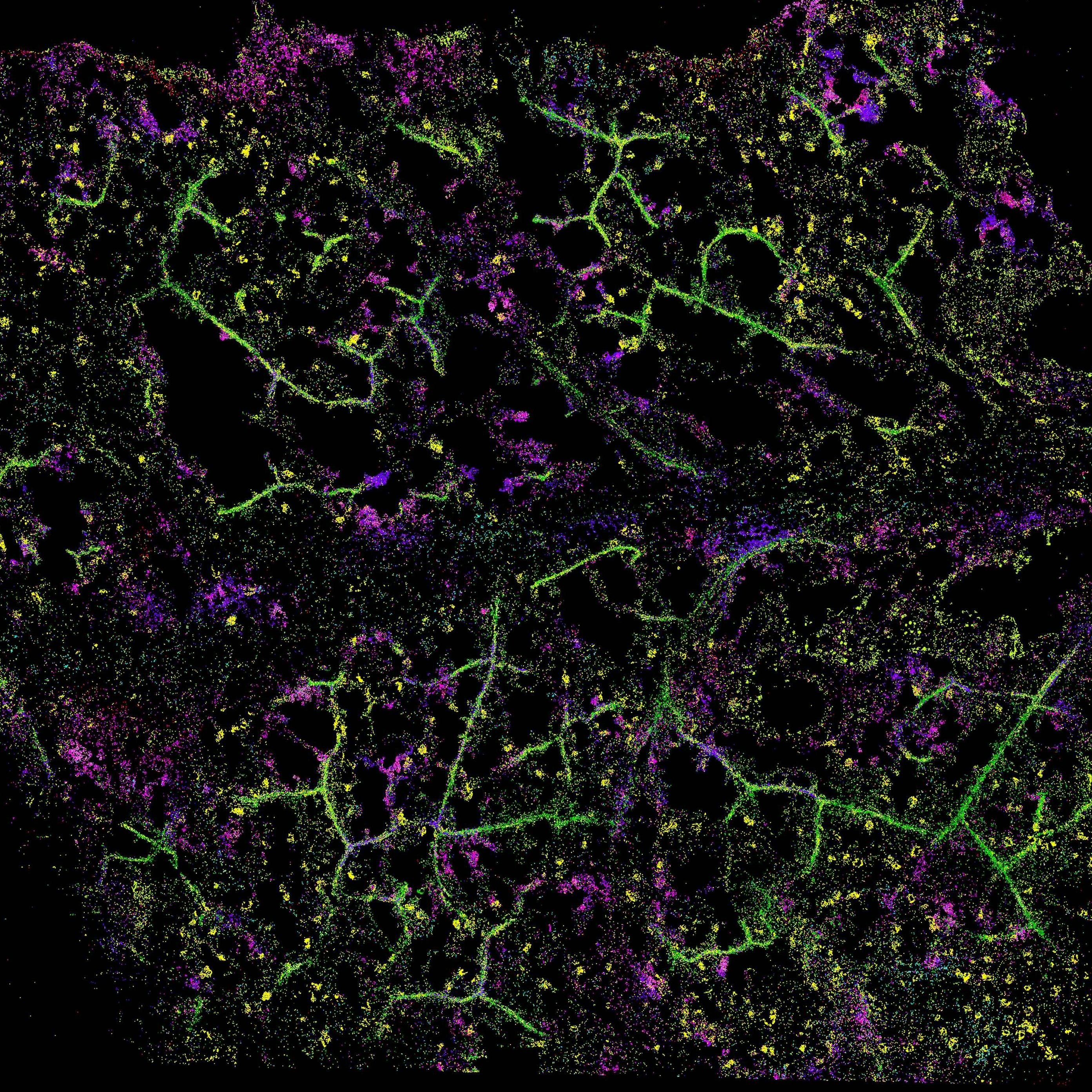 Where do plants make their medicine? Mapping chemical defence one cell at a time (NOBORI_T27DTP)